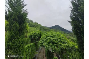 北碚区龙车寺农村公墓的特点