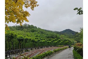 重庆市北碚区老龙洞的公墓